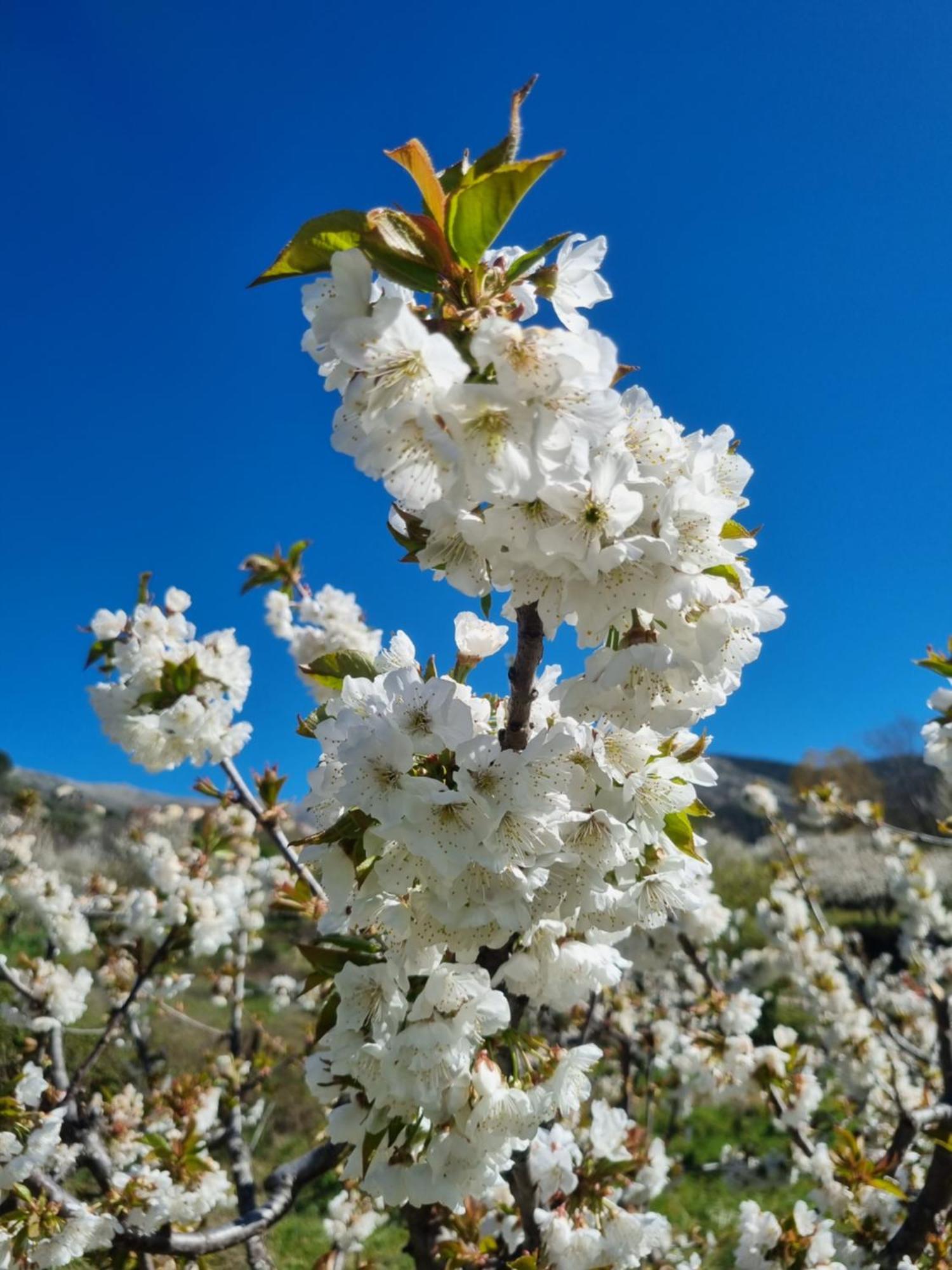 La Albarea By #Cherrygredos El Arenal  Extérieur photo